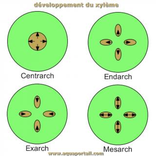 4 dveloppements du xylme : centrarche, exarche, endarche, msarche