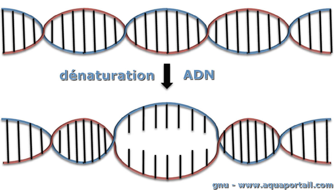 Dénaturation de l'ADN : définition et explications