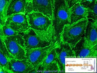 Cadhrine humaine (structure en incrustation)