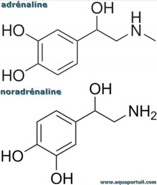 cellule chromaffine