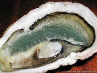 Ctnidies (vert-bleu) chez une hutre