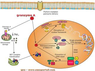 granzyme