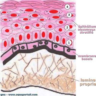 Lamina propria en dessous de la lame (mambrane) basale