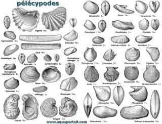 plcypode