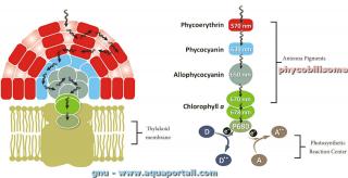 phycobilisome