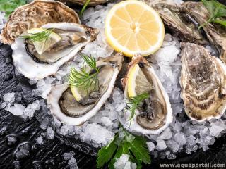 Les hutres peuvent accumuler des phycotoxines :