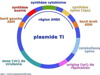 Cycle du plasmide Ti