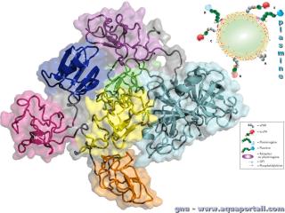 plasmine
