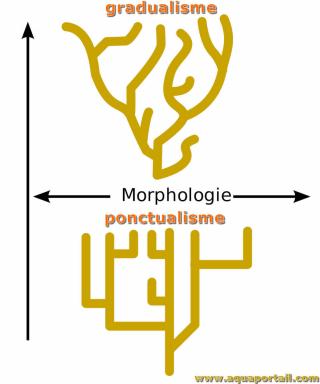 Gradualisme phyltique vs. ponctualisme