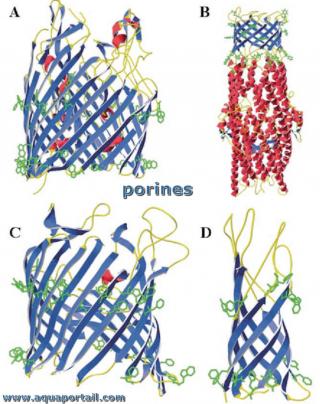 4 porines
