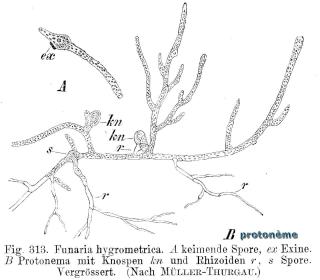 Protonme (protonma) de Funaria hygrometrica