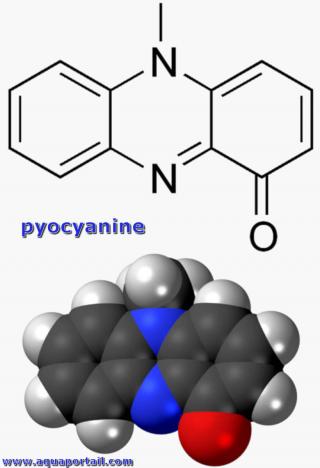 Pyocyanine (structure 2D et 3D)