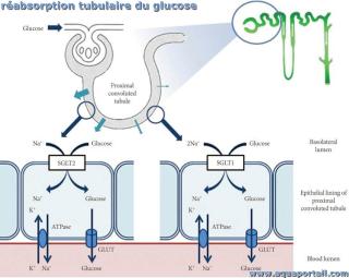 rabsorption