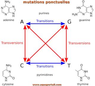 Les transitions et transversions des mutations ponctuelles