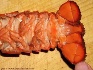 Uropode du telson d'un homard