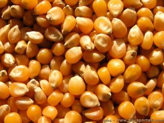 Photo de zéine et ses synonymes. Zéine des grains de maïs