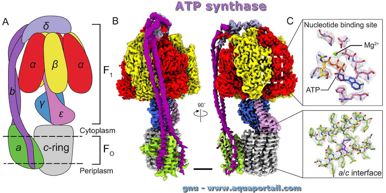 Dans Le Cytoplasme Synthese Des Chaines Polypeptidiques Schema ATP synthase : définition et explications