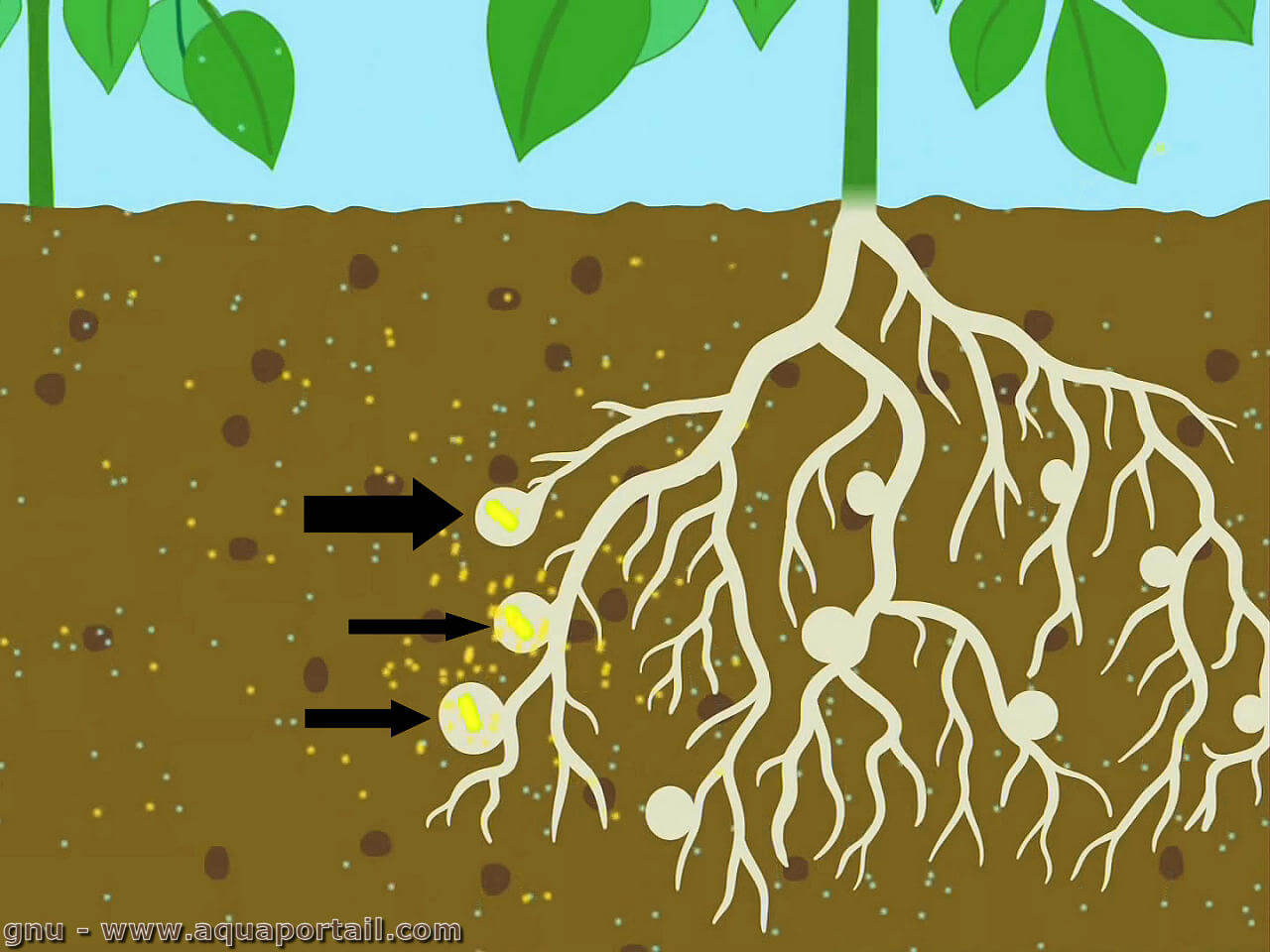 L'azote  La fertilisation des sols