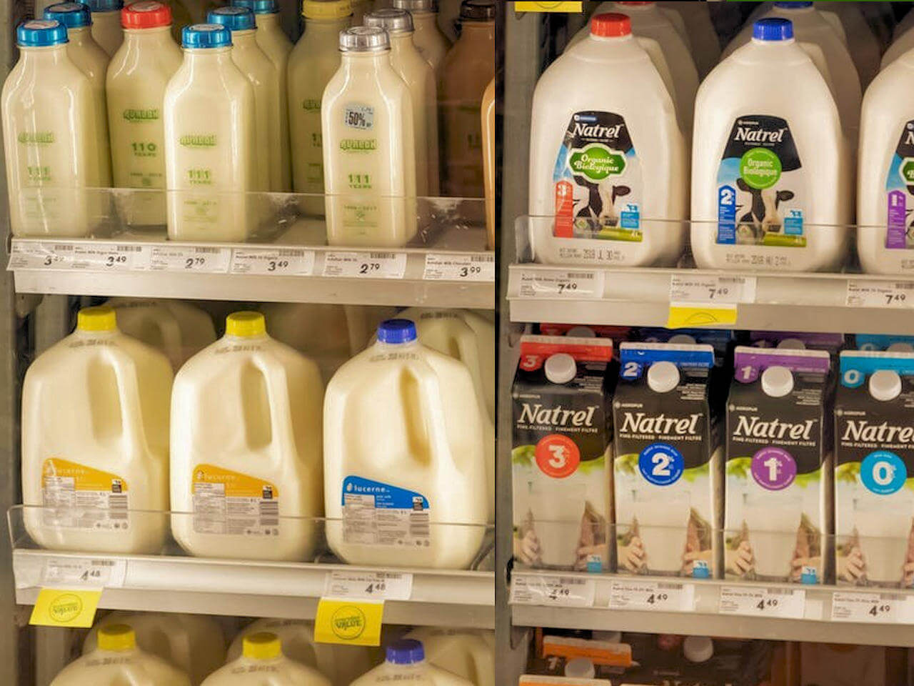 Alternative au lait de vache : quel lait végétal est le meilleur