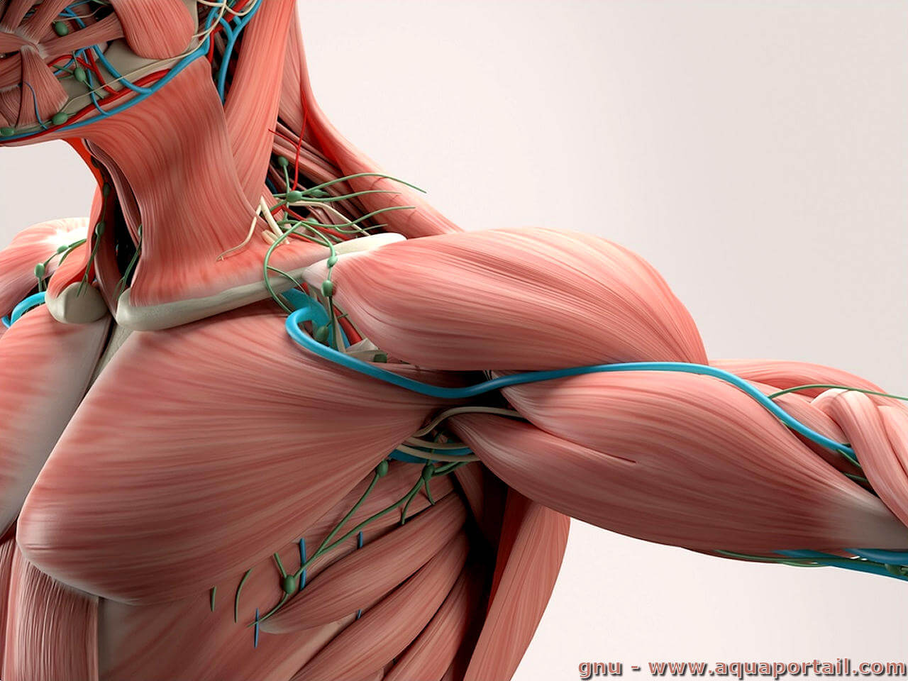 Muscle rouge : définition et explications