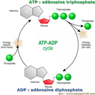 Cycle ATP-ADP (adnosine diphosphate)