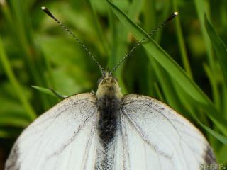 Antennes de papillon