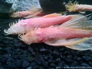 mles Cryptotora thamicola