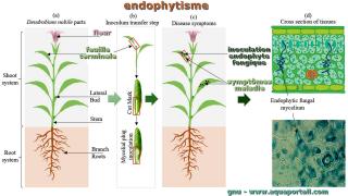 endophytisme