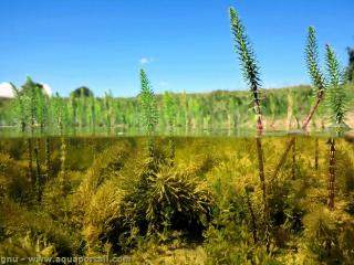 Pourquoi les plantes des zones humides sont trs productives?