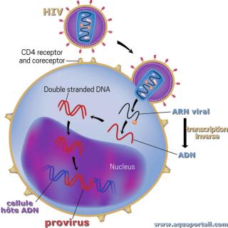 Provirus