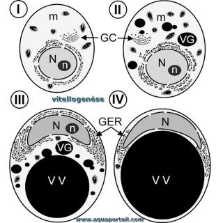 Vitellogense : schma des 4 tapes