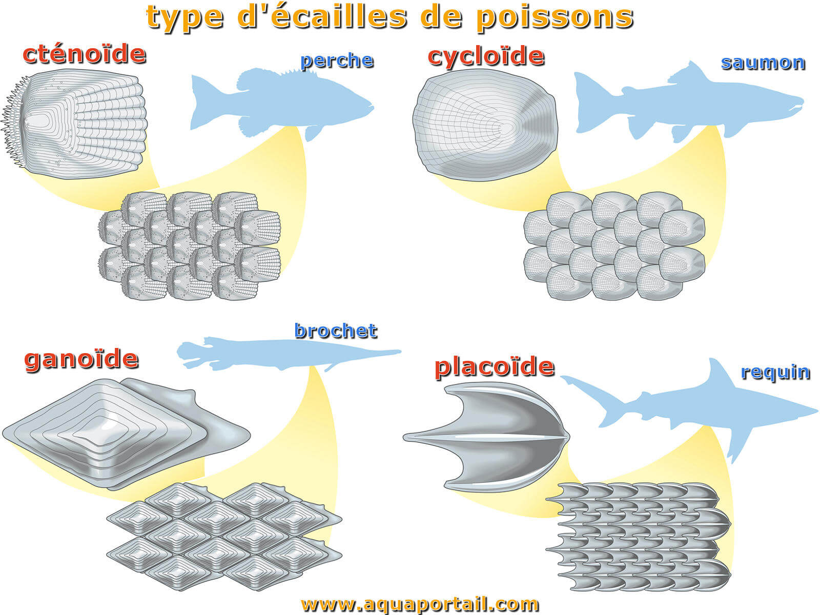 Écaille définition et explications