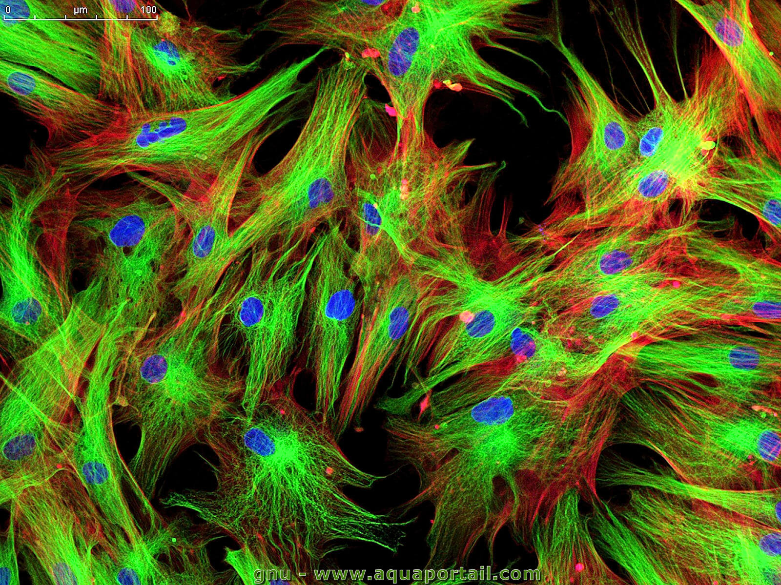 Fluorescéine : définition et explications