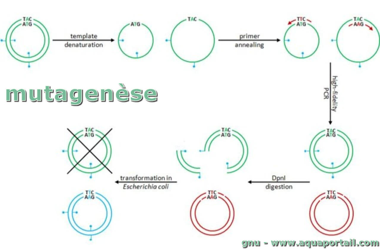 Qu Est Ce Que La Mutagen se Dirig e AZZU Qu Est Ce Que La Mutagen se Dirig e AZZU