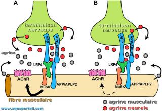 Agrine dans la jonction neuromusculaire
