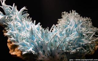 Une aragonite corallienne hlictique