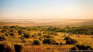 Paysage de Bush