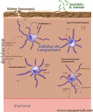 Cellules de Langerhans