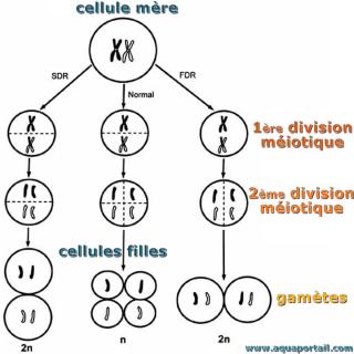 Cellule mre et miose avec 2 cellules filles finales