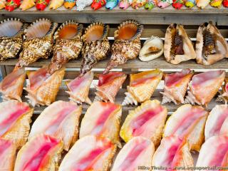Le commerce de coquilles de coquillages est une industrie dangereuse