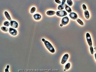 Schwanniomyces occidentalis est une levure olagineuse