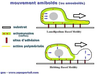 amibode