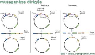 mutagense dirige