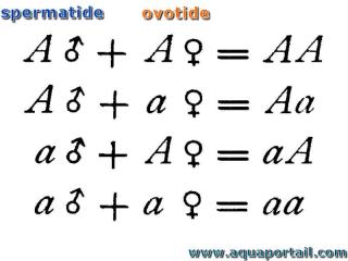 Combinaison de spermatides et ovotides (avec rsultat)