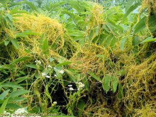 Cuscuta europaea est une plante non-photosynthtique