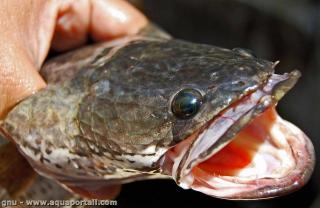 Cabeza de Channa striata, un pez cabeza de serpiente de la familia Channidae