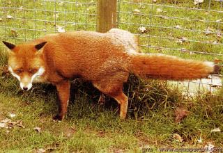 Sexage d'un canid par son comportement (ici un renard mle marquant son territoire par l'urine)