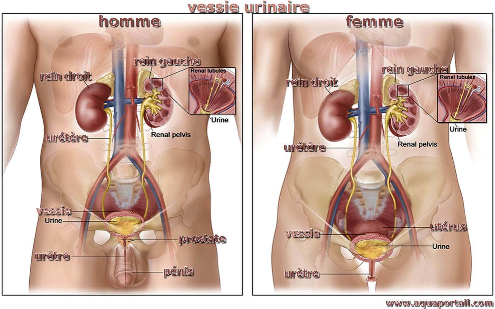 Fonctionnement de la vessie et du système urinaire (BE-FR)