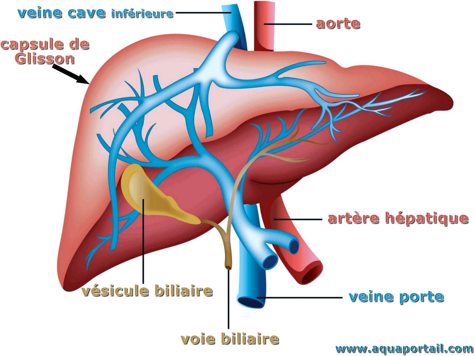 capsula