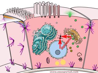 Un diplosome dans une cellule eucaryote (indiqu par les flches rouges)